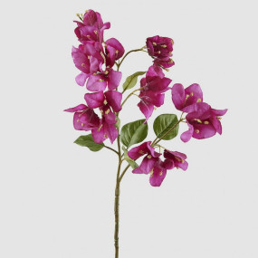 BOUGAINVILLEA - 70cm